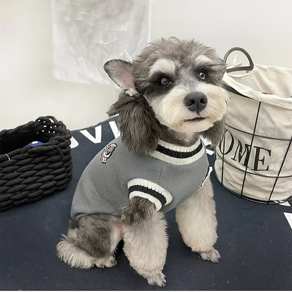 Pull pour Chien | Écolier