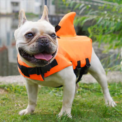 gilet-de-sauvetage-chien-plein-air