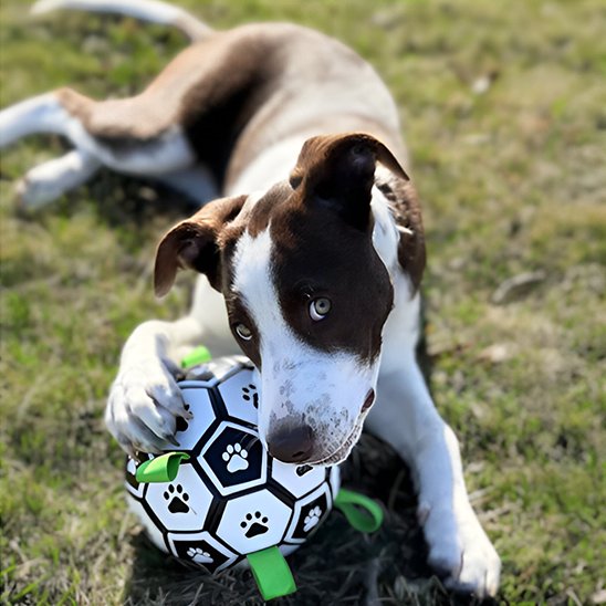 Jouet chien