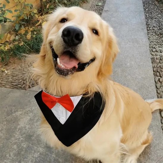 Bandana Chien | Tuxedo