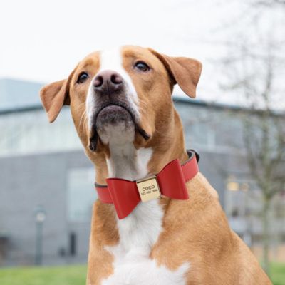 Collier pour chien Personnalisé - Nœud Papillon - Le monde de Philo