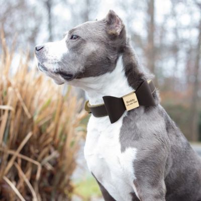 Collier pour chien Personnalisé - Nœud Papillon - Le monde de Philo