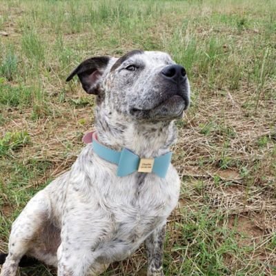 Collier pour chien Personnalisé - Nœud Papillon - Le monde de Philo