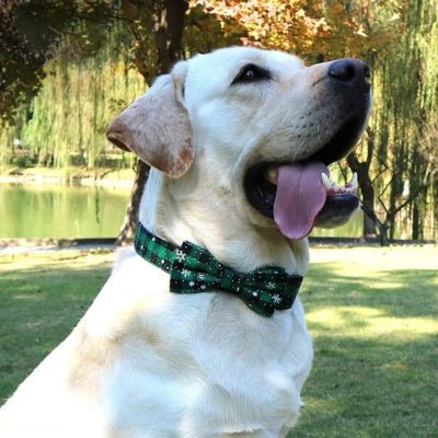 Collier pour Chien - Rudy™ - Le monde de Philo