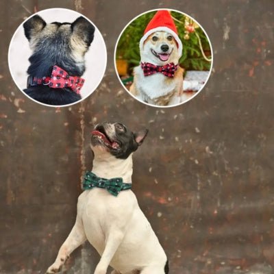 Collier pour Chien - Rudy™ - Le monde de Philo