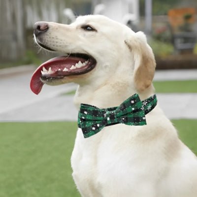 Collier pour Chien - Rudy™ - Le monde de Philo