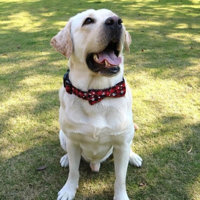 Collier pour Chien - Rudy™ - Le monde de Philo