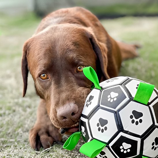 Jouet chien