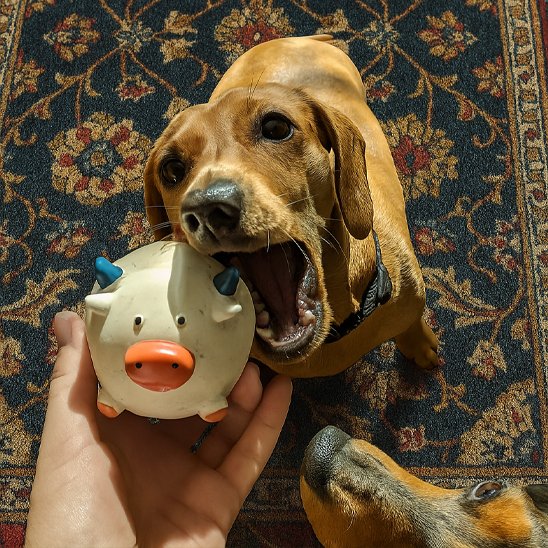 Jouet pour chien​