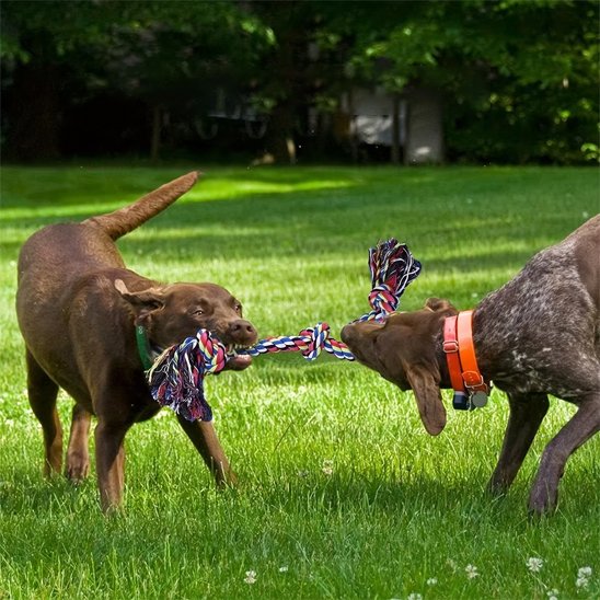 Jouet chien indestructible | UltraRésist
