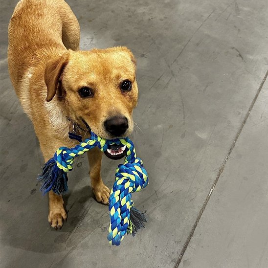 Jouet chien indestructible | UltraRésist