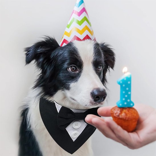 Bandana Chien | Tuxedo