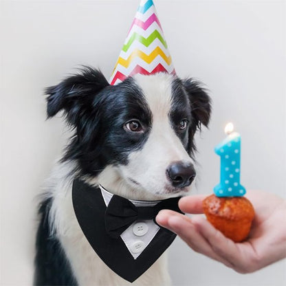 Bandana Chien | Tuxedo