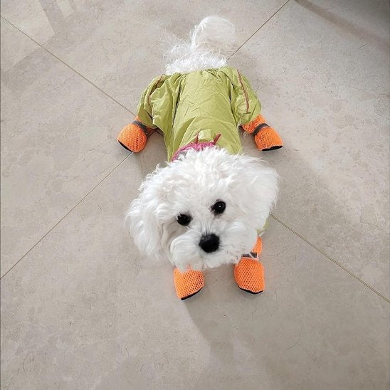 Chaussures chien |respisantes