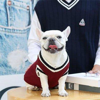 Pull pour Chien