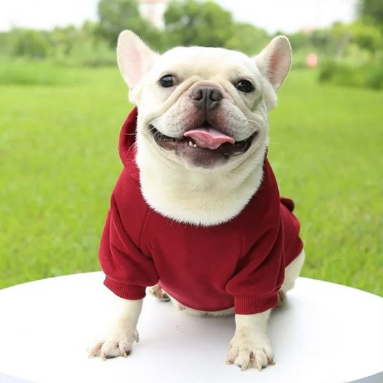 Pull pour chien