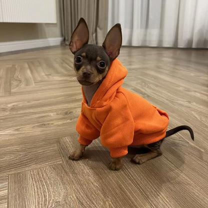 Pull pour chien